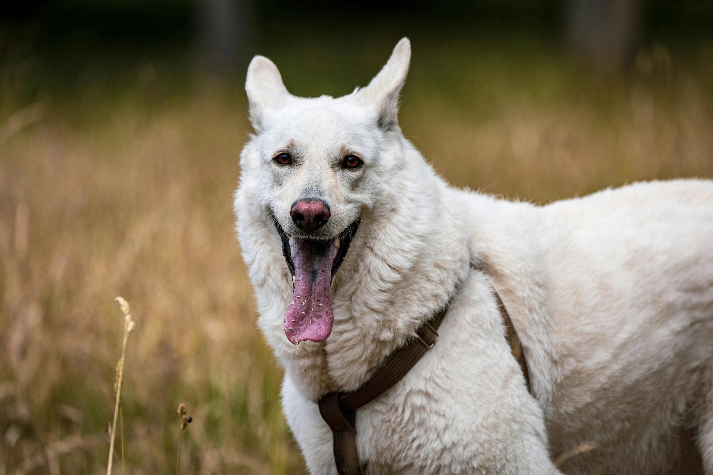 the white dog is looking at us while in the grass