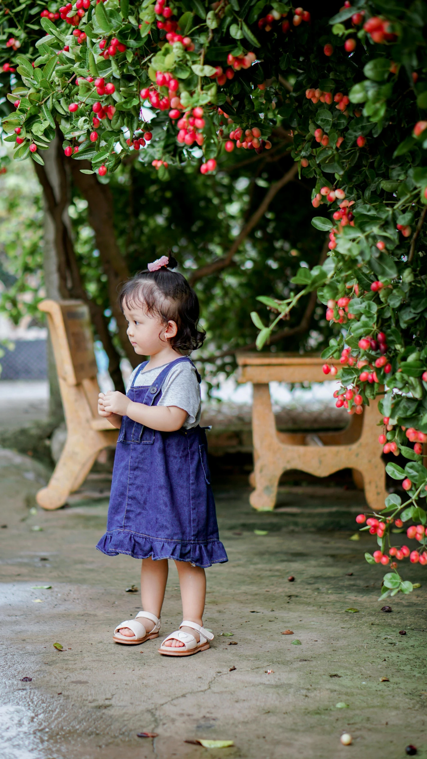 a  standing on the sidewalk near a cherry tree