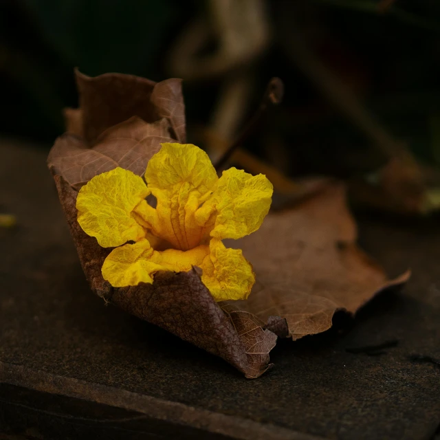 a single yellow flower sitting on top of a piece of paper