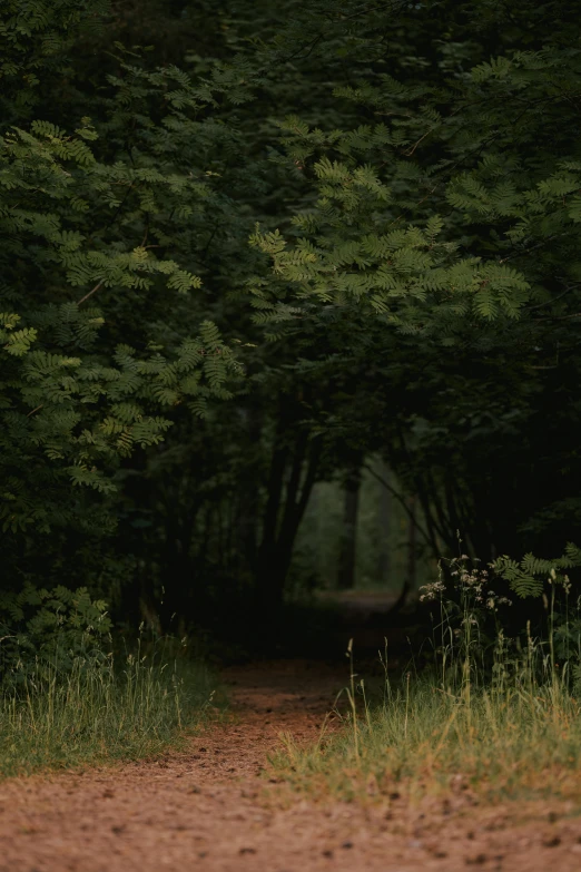 the woman walks in the woods holding an umbrella