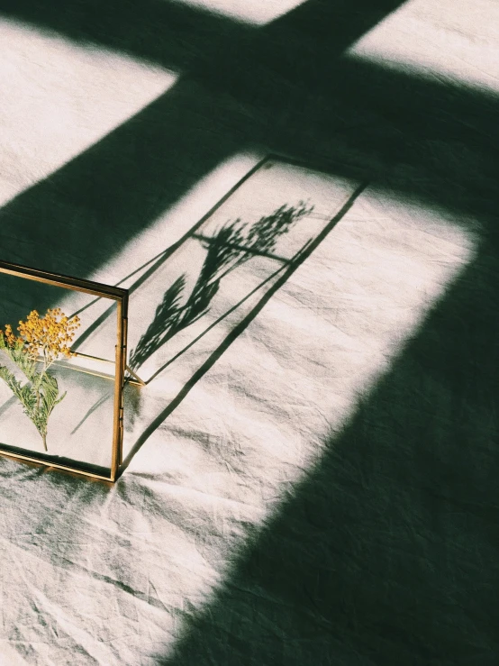 a plant in a clear container with some sun shining on it