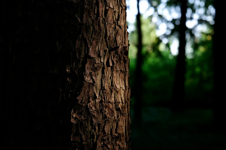 an image of the bark on the tree