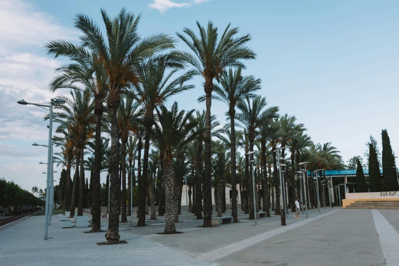 the palm trees are next to the empty parking lot