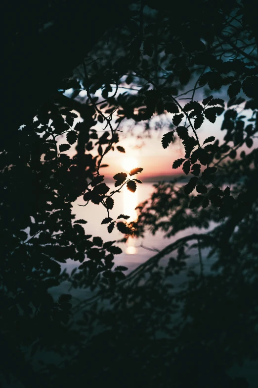 a full moon shines through some leaves as the sun goes down