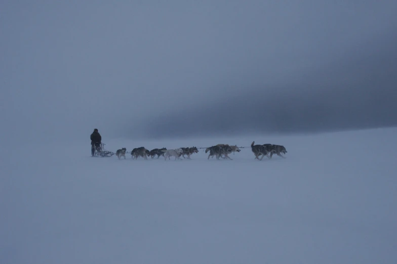 man and dog sledding with dogs on snow covered field