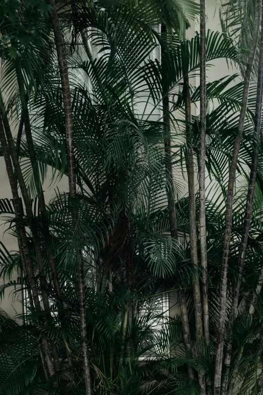 a po of a white bathroom with palm trees in the background