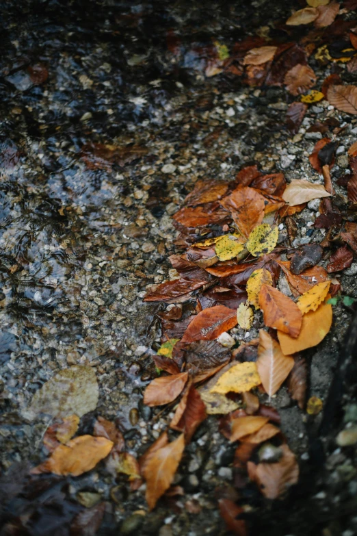 a few leaves that are on the ground