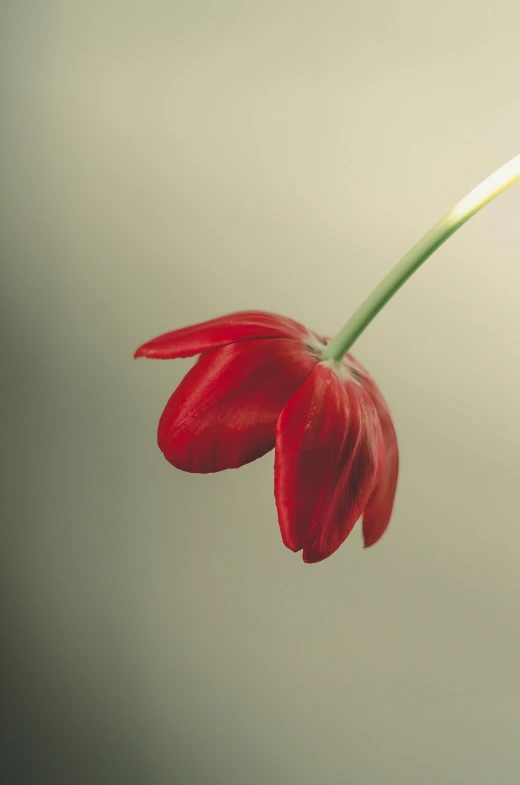 a single red flower is hanging upside down