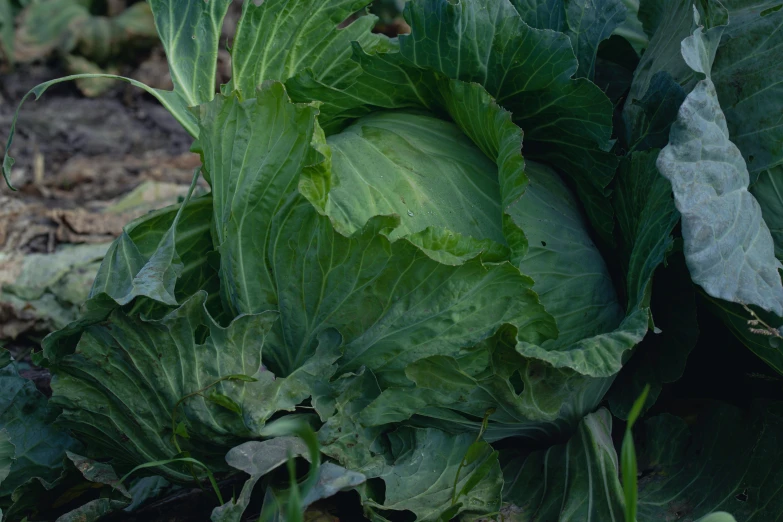 there is a lot of cabbage growing in the field