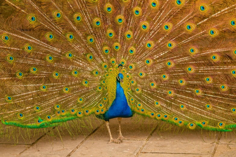 there is a peacock displaying it's beautiful feathers