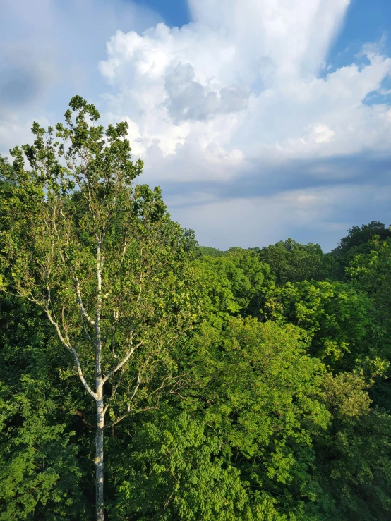 a tall green tree in the middle of the forest