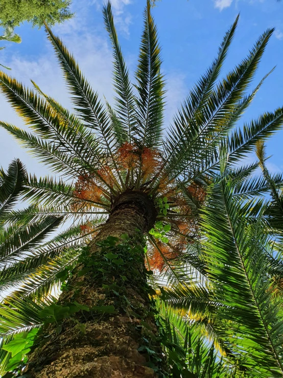 a palm tree with its top reaching up into the sky