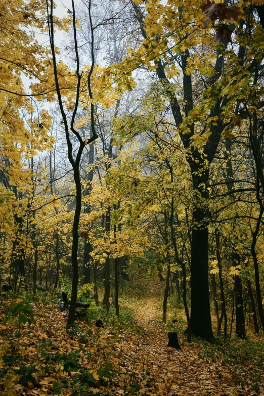 a trail through the trees with autumn leaves on the ground