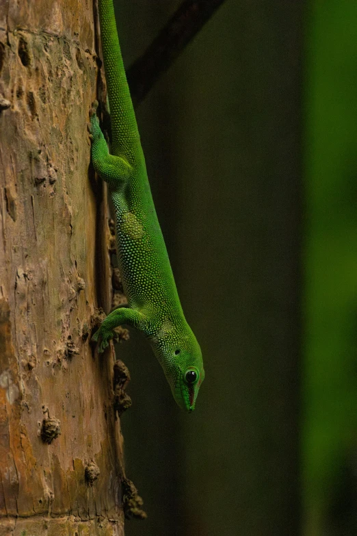 a green gecko on a tree nch, clinging to a wooden pole