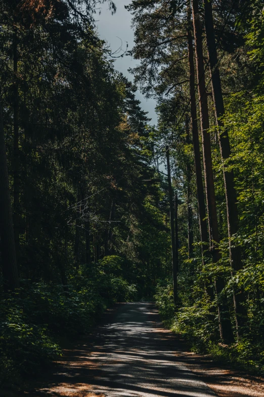 a path between trees in the forest with a blue sky