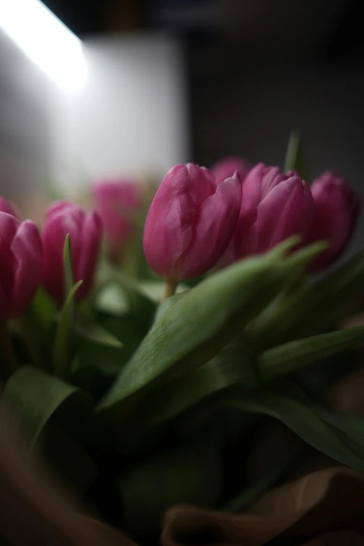 a close - up po of flowers with the light coming from a window