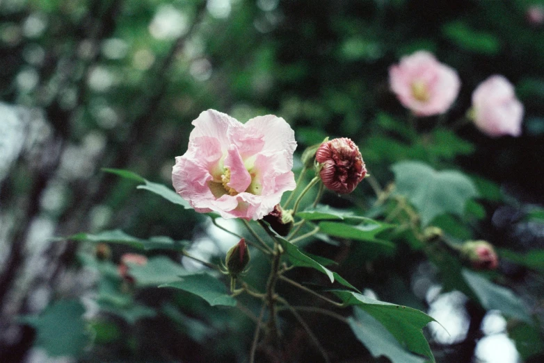 pink flowers are blooming along with the leaves