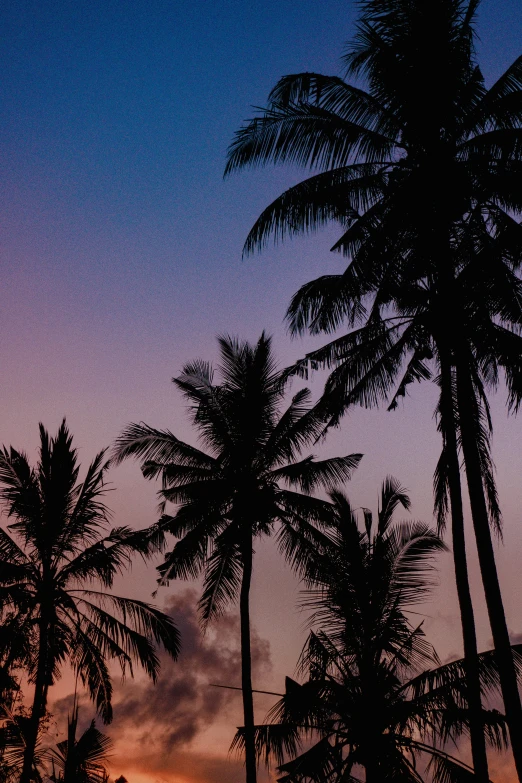 a sky view of trees in front of some clouds