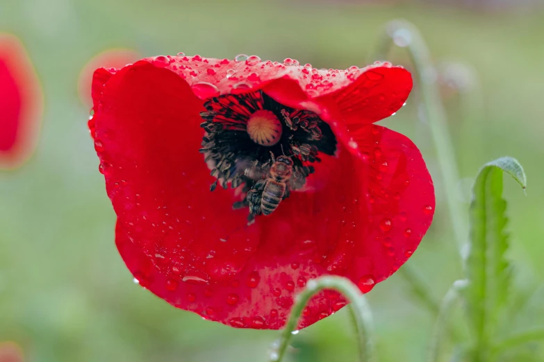 close up of a red flower with a bee in the middle of it