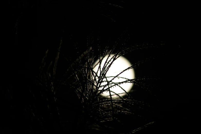 the full moon shines through dark foliage