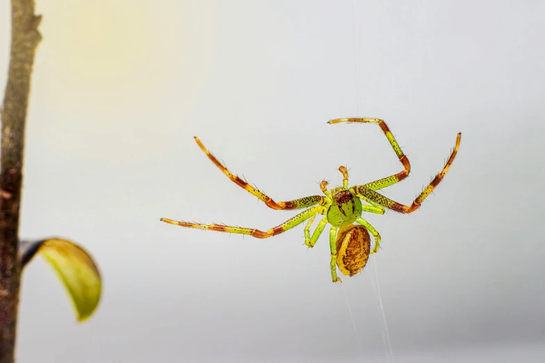 a giant green and yellow spider hanging on to a twig