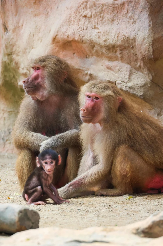 a baby monkey sitting on the ground with two bigger ones