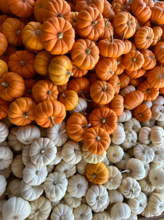 a display of white and orange pumpkins for sale