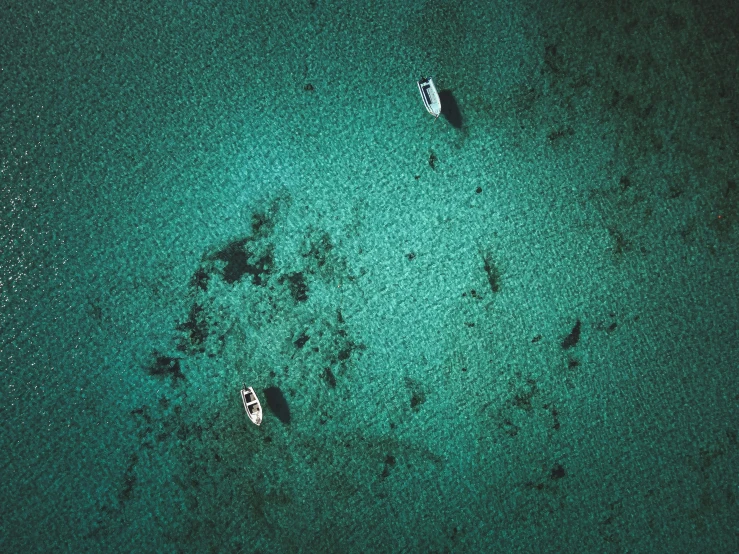 two white boats floating near a shore and one has a paddle boat