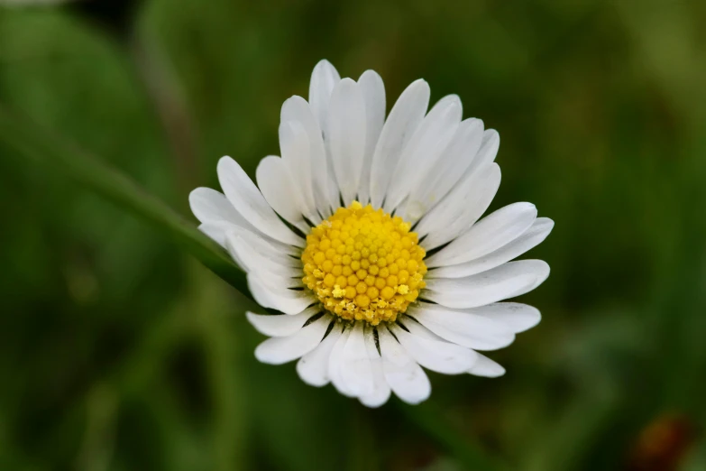 a yellow and white flower with green background