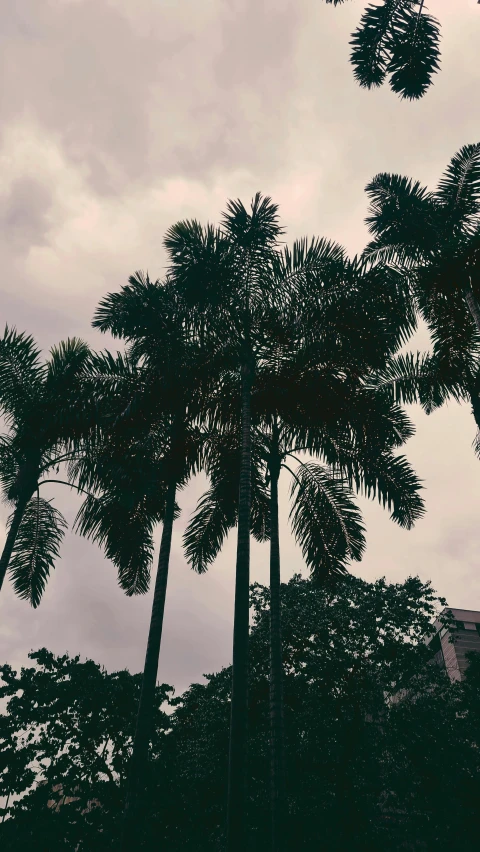 a line of palm trees against a cloudy blue sky