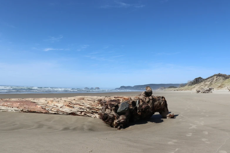 a large log on top of a sandy beach