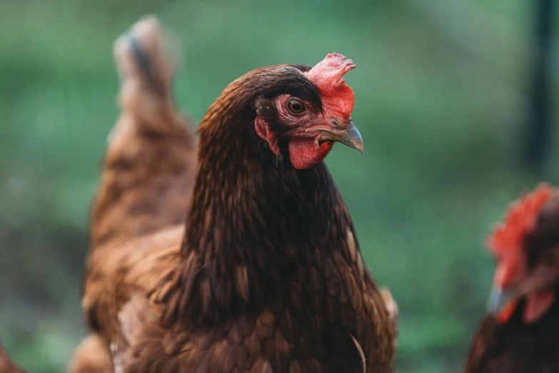 a couple of chickens walk in front of each other