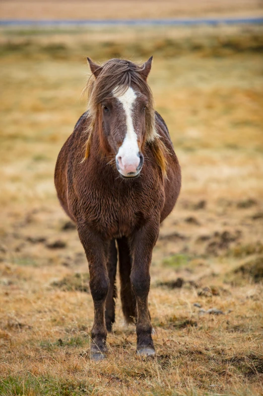 a brown and white horse walking through a field