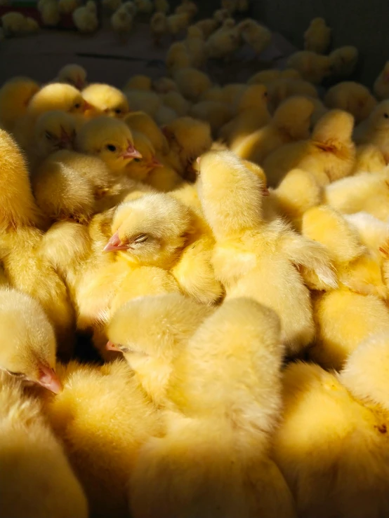 a large group of chickens gathered together