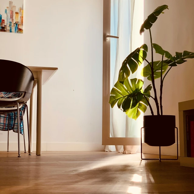 a plant is in the corner with a table