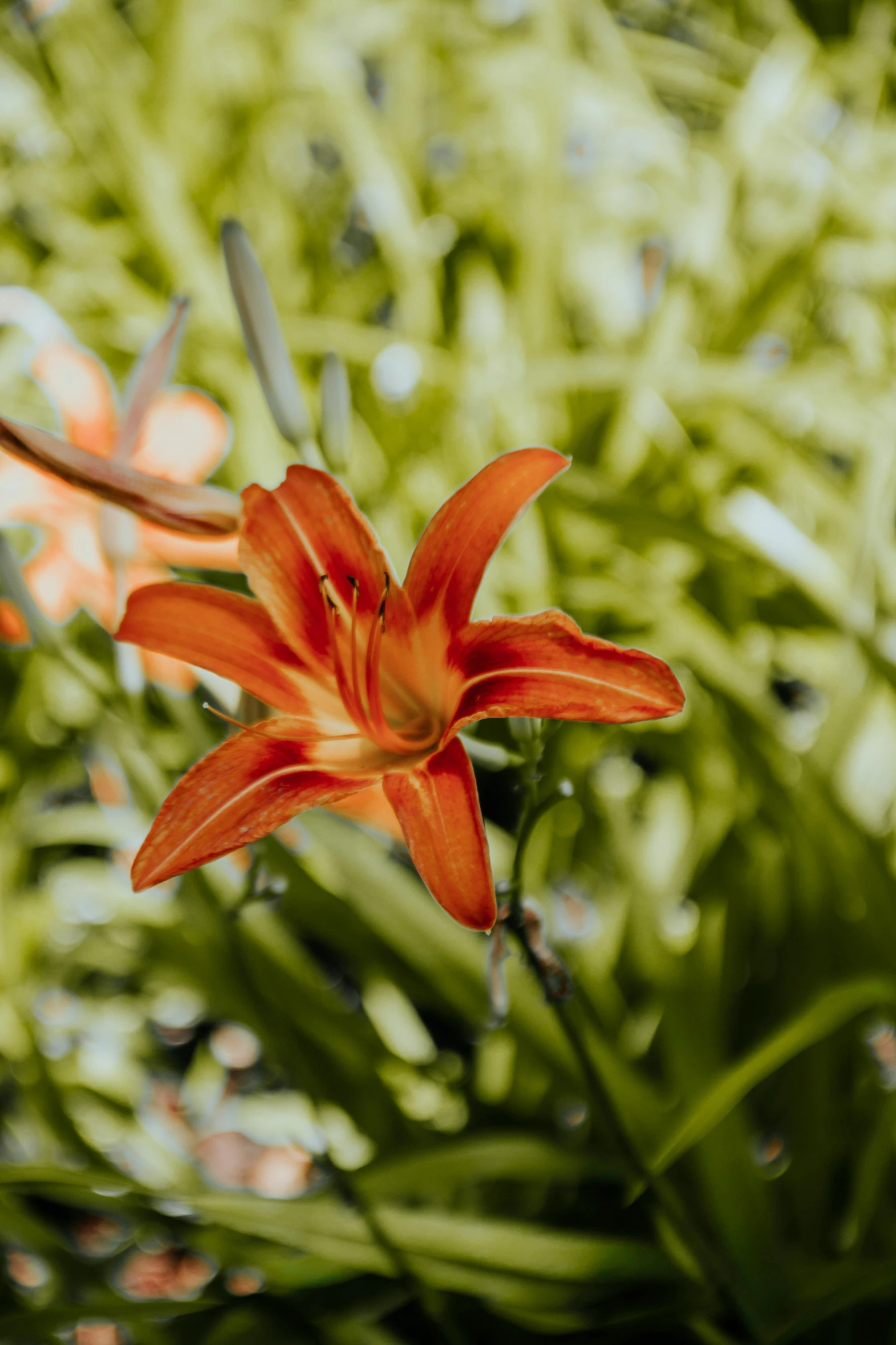 a red flower with green leaves in the background