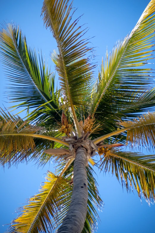 the top of a palm tree on a sunny day