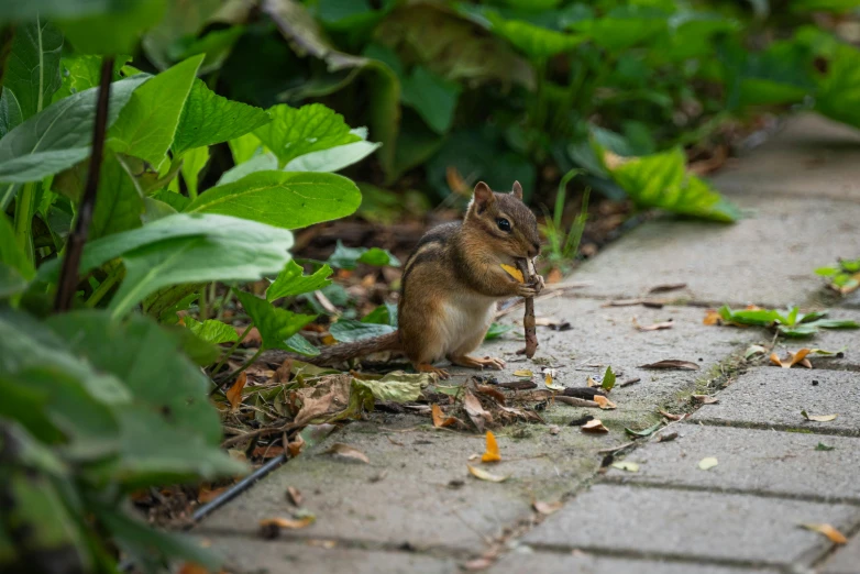 a small squirrel sits on the ground near the ground