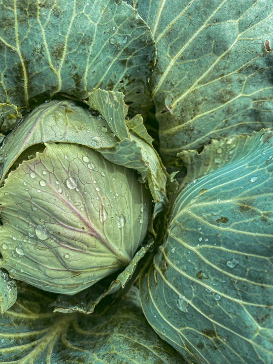 a leafy vegetable with drops of water on it