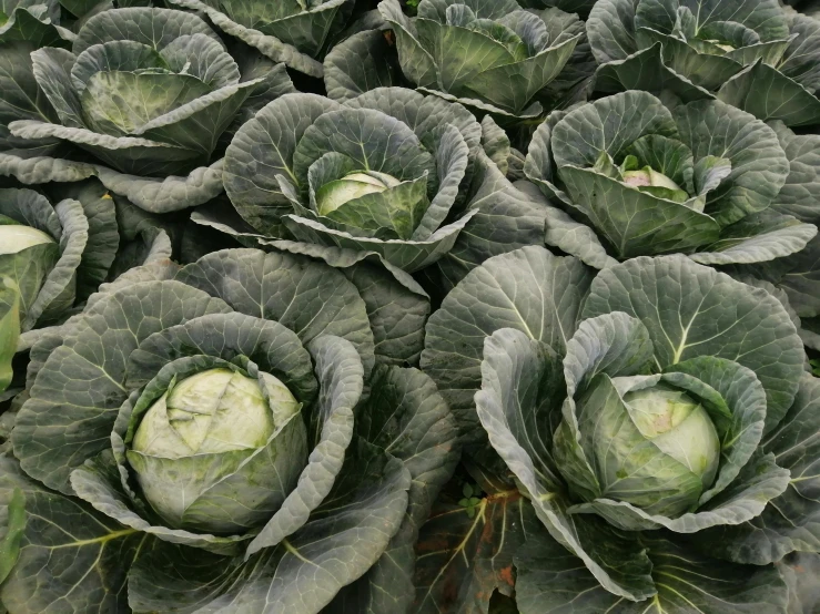 several rows of cabbage are all green and growing