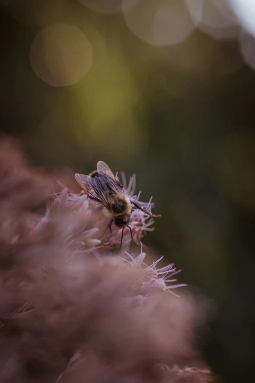 a small insect standing on top of a plant