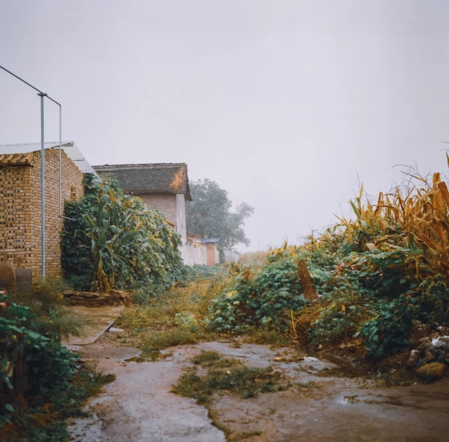 a narrow path surrounded by lush greenery on a rainy day