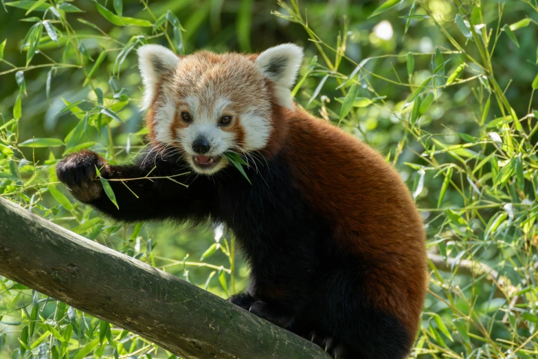 the panda is eating grass in the forest