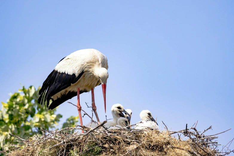 stork in nest with three babies near blue sky