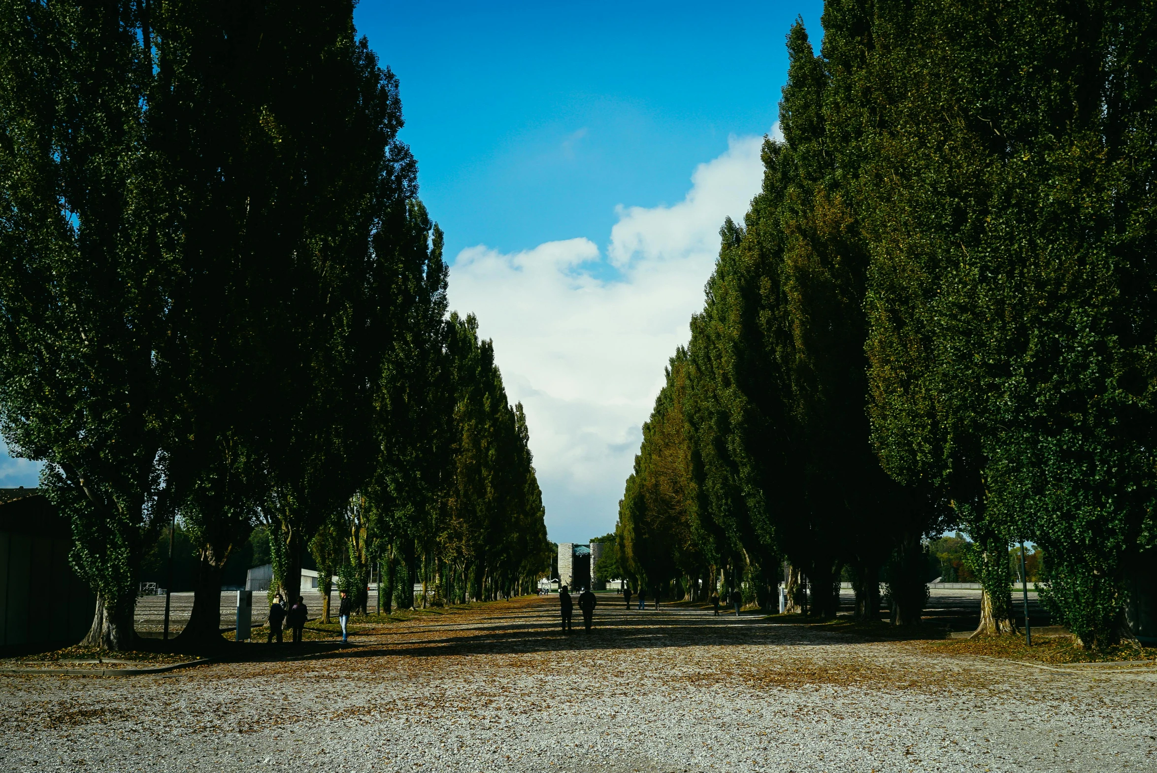 a group of trees line the sides of a road