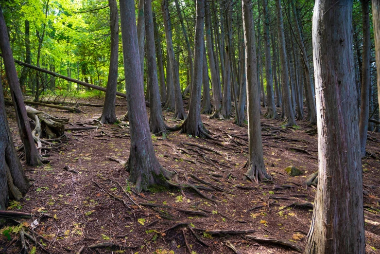 a wooded area that has several trees on the ground