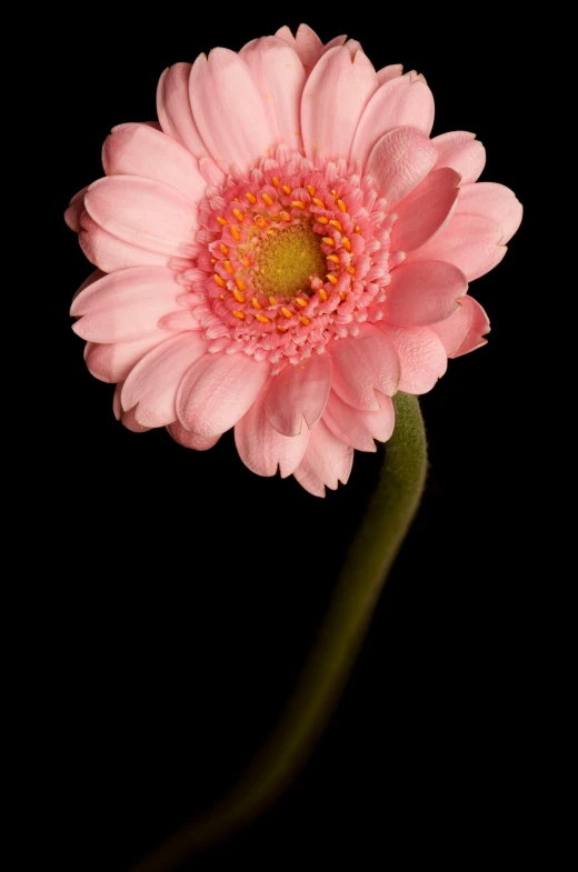 a pink flower with light colored petals in a dark background