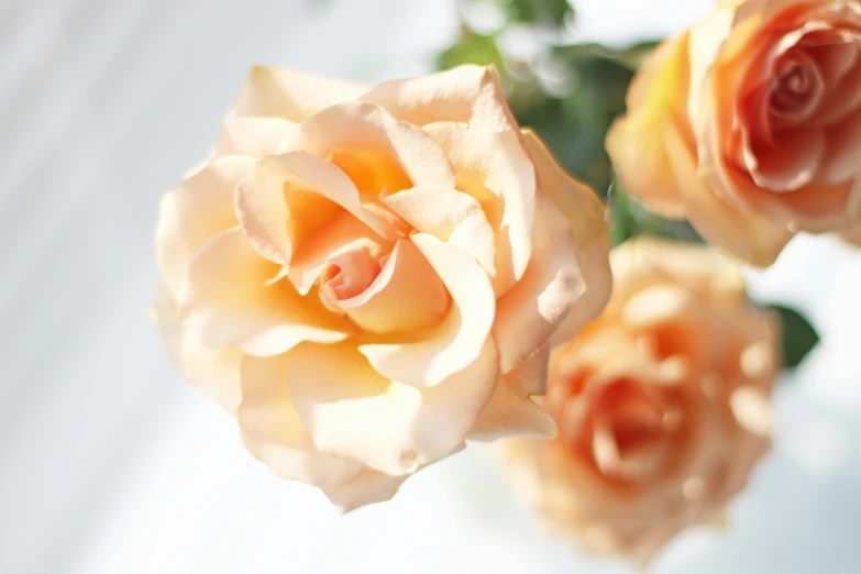 three roses in a glass vase with water