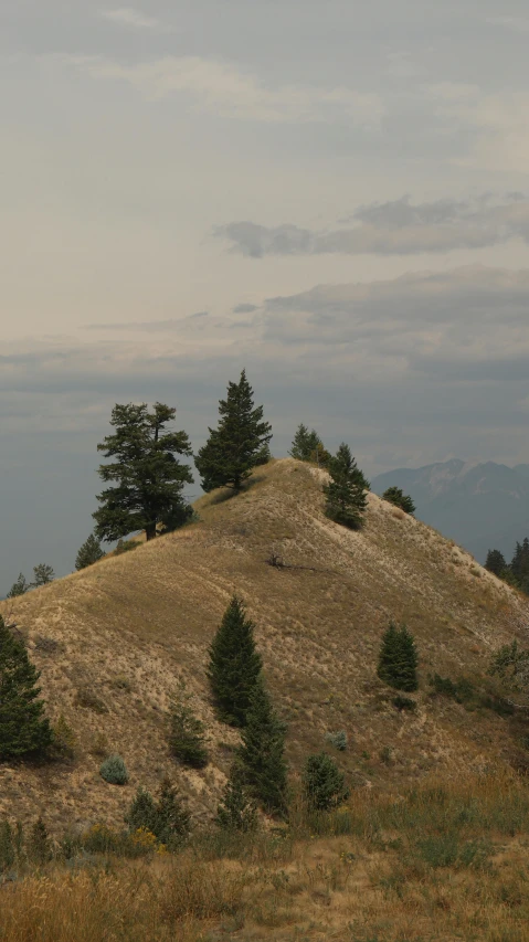 some animals standing on top of a brown hill