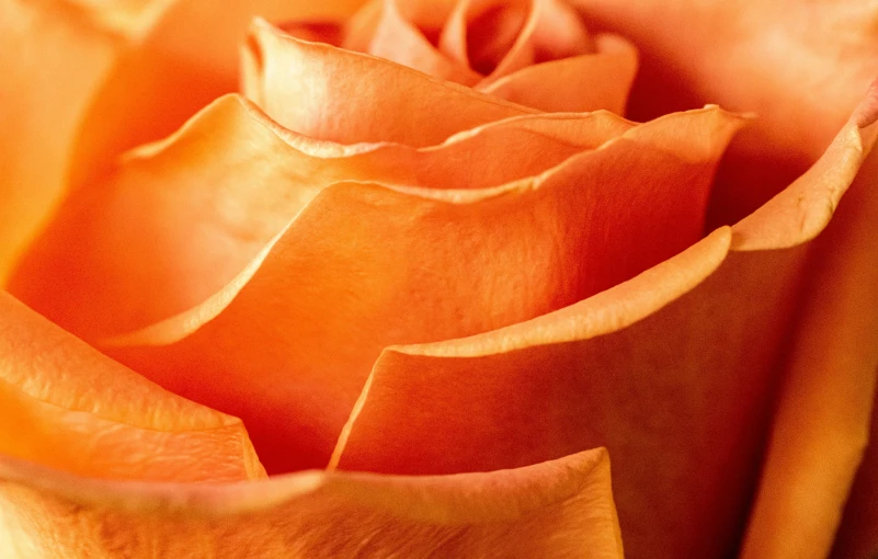 the center of the stem of a large orange rose